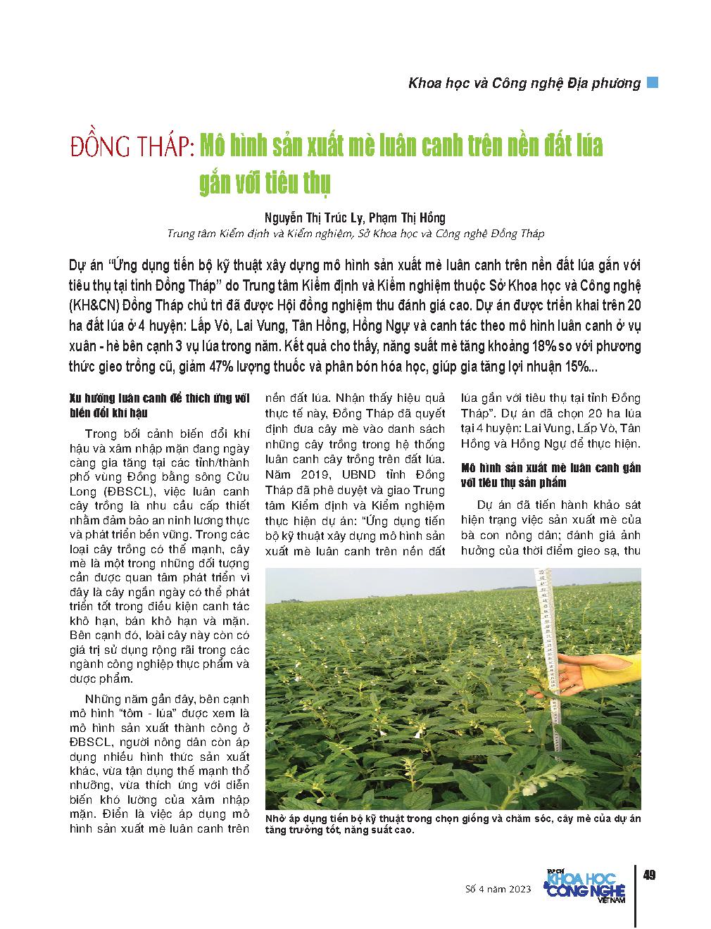 Đồng Tháp: Mô hình sản xuất mè luân canh trên nền đất lúa gắn với tiêu thụ