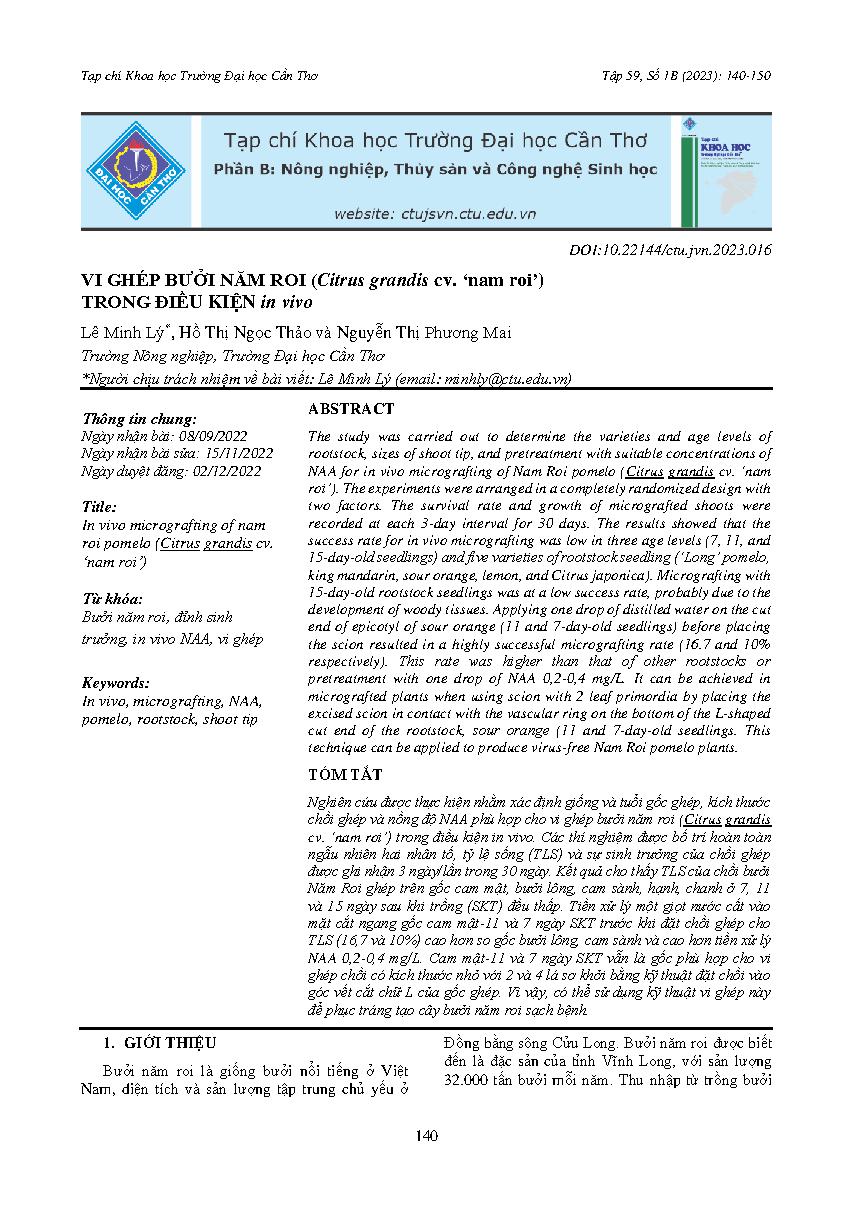 Vi ghép bưởi năm roi (Citrus grandis cv. ‘nam roi') trong điều kiện in vivo = In vivo micrografting of nam roi pomelo (Citrus grandis cv. ‘nam roi')