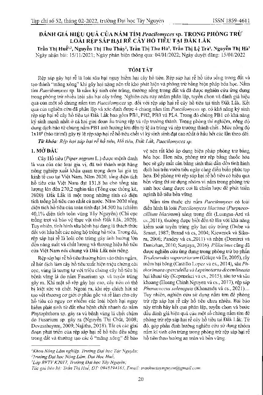 Đánh giá hiệu quả của nấm tím Peacilomyces sp. trong phòng trừ loài rệp sáp hại rễ cây hồ tiêu tại Đắk Lắk = Evaluation of the effectiveness of purple fungus Paecilomyces sp. in the control of black pepper root mealybug in Dak Lak province